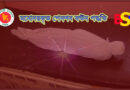 মনোনয়কৃত ব্যক্তির পেনশন কে পাবে?